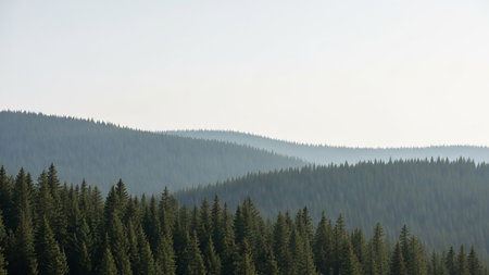 A panoramic view of layered forested mountain slopes shrouded in mist. The foreground is dominated by dark green evergreen trees, while successive layers of mountains recede into a hazy, lighter blue-green distance. The sky is a pale, bright white, suggesting a clear but diffused light.の素材