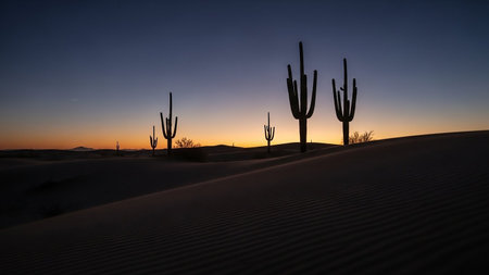 Cactus showing saguaro cactus silhouettes against desert sunset sky. High resolution image suitable for commercial use.の素材