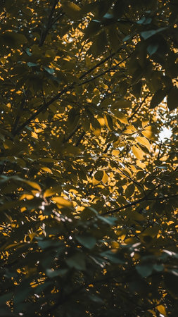 A dense canopy of tree leaves, a mix of green and yellow, is illuminated by sunlight filtering through, creating a textured natural pattern.の素材