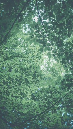 A dense canopy of lush green leaves viewed from below, with sunlight filtering through the foliage creating a dappled light effect.の素材