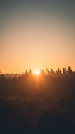 The sun sets behind a dark silhouette of pine trees, casting a warm golden glow through a hazy, atmospheric sky, creating a serene natural scene.の素材