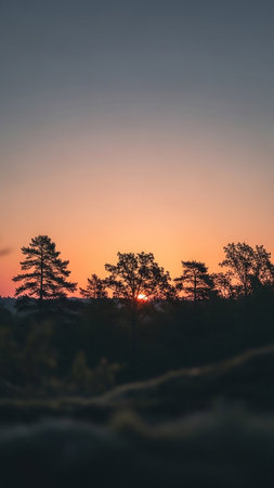 Silhouetted pine trees stand against a gradient sky of soft orange and blue hues during sunset, creating a serene natural landscape.の素材