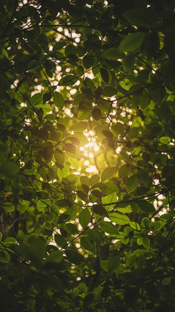 Bright sunlight filters through a dense canopy of vibrant green leaves, creating a dappled light effect.の素材