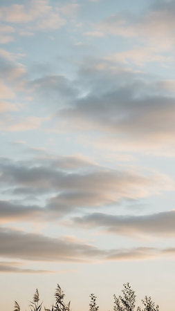A serene sky filled with soft pastel-colored clouds, with the subtle silhouettes of reeds and foliage visible at the bottom edge.の素材