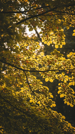 Golden autumn leaves and branches are illuminated by sunlight filtering through the canopy, creating a warm and natural scene.の素材