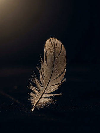 Dark showing a single delicate bird feather with intricate details and soft textures is dramatically lit against a dark, out of focus background highlighting its...の素材