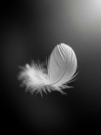 Black showing delicate white feather resting on a dark black background with soft spotlight highlighting its intricate texture and fine strands. resolution...の素材