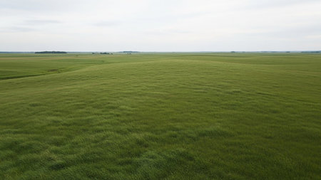 Textured showing vast expanse of green grass rippling in the wind under an overcast sky creating a textured natural background with distant trees on the horizon....の素材
