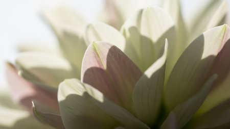 Extreme close up of pale pink and white flower petals showcasing delicate textures soft shadows and subtle light gradients.の素材