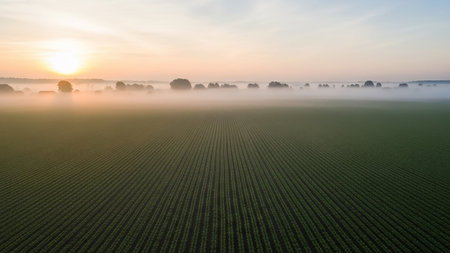 A vast agricultural field with perfectly aligned rows of green crops stretches towards a misty horizon at sunrise, with the golden sun peeking through the haze.の素材