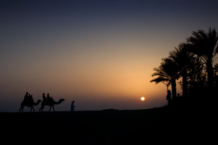 Camel Train at dusk with sun settingの写真素材