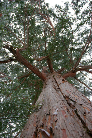 big treeの写真素材