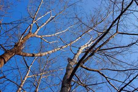 trees