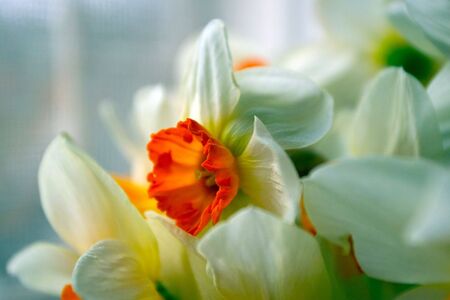 White - orange flowers, narcissusesの写真素材