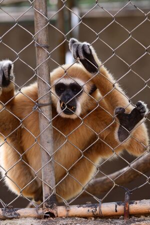 The monkey in a cellの写真素材