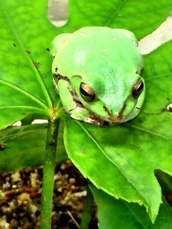green frogの素材