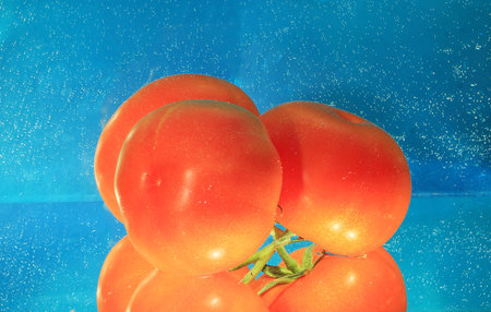 tomatoes in water on a blue backgroundの写真素材