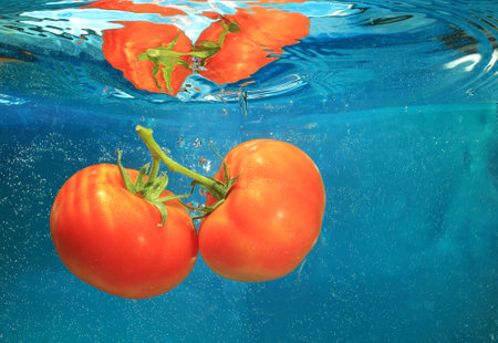 tomatoes in water on a blue backgroundの写真素材