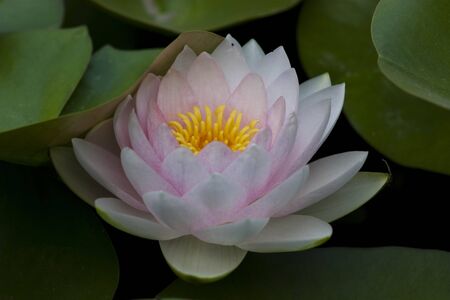 Pinl lotus in waterの写真素材