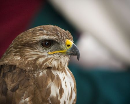 Lanner Falcon Portraitの写真素材