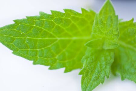 green mint leavesの写真素材