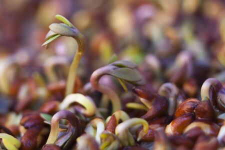 cress sproutsの写真素材