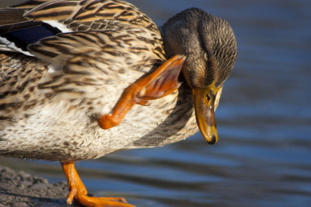 Female Duck cleaning herself in morningの写真素材