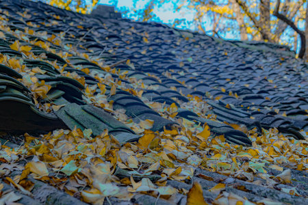 Guilin-Autumn in Haiyang Township