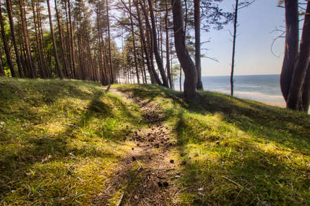 A forest on the coast of the Baltic Sea - Katy Rybackie cityの写真素材