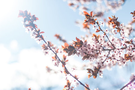 Blooming wild cherry tree - wallpaperの写真素材