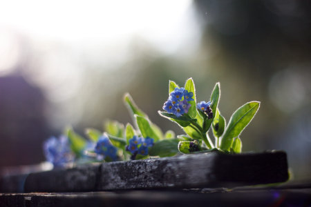 forget-me-not flower, scorpion grasses flower