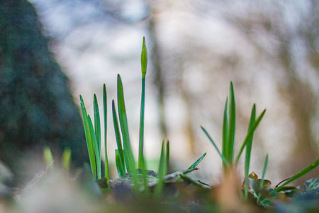 Close up of young sprouts of daffodils growing in the grassの写真素材