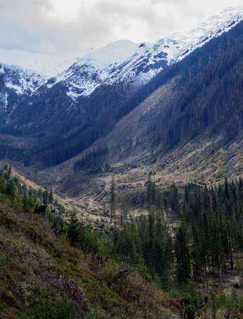 Mountains and forest in the Altai Republic, Siberia, Russiaの写真素材