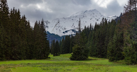 Mountain landscape with snow-capped peaks and coniferous forestの写真素材