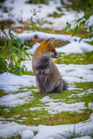 Red fox (Vulpes vulpes) sitting in the snowの写真素材
