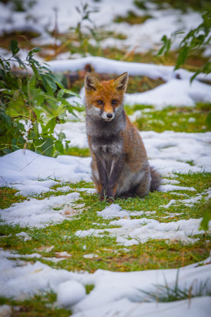 Red fox sitting on the grass in winterの写真素材