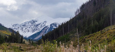 Panoramic view of alpine meadows and forest in autumnの写真素材