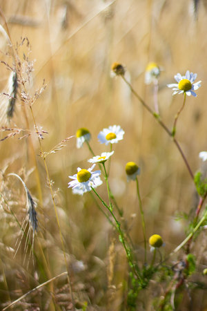 Field of daisies and wheat. Shallow depth of field.の写真素材
