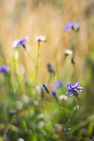 summer meadow with blue cornflowers, shallow depth of fieldの写真素材