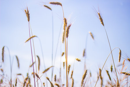 Close up of wheat ears in the field with blue sky background.の写真素材