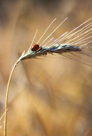Ladybug on a blade of grass in the rays of the setting sunの写真素材