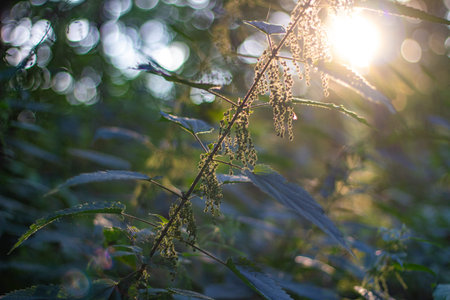 Nettle at sunset with bokeh - backgroundの写真素材