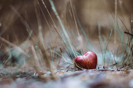 Heart figure in the forest - love conceptの写真素材