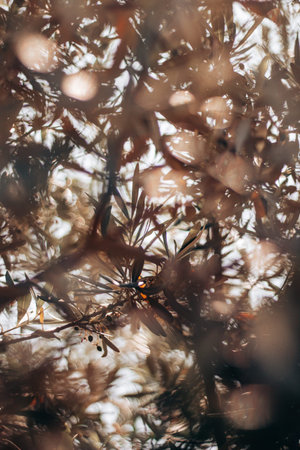 Olive tree branch with fruits and green leaves, close up.の写真素材