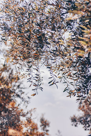 Olive tree in Tuscany - Italyの写真素材