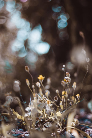 Wild flowers at Tuscany - Meadow - Italyの写真素材