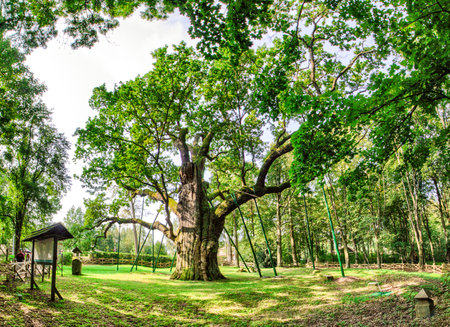 Bartek Oak - Natural Monumentの写真素材