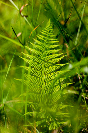 green fern in the forest in summer, note shallow depth of fieldの写真素材
