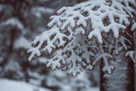 View at winter forest with snowの写真素材