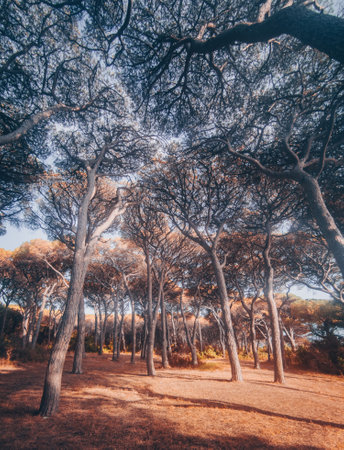 Beautiful landscape of trees in the park on a sunny day.の写真素材